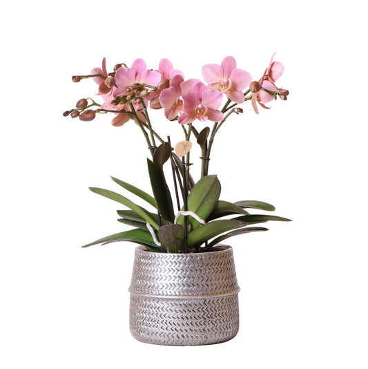 Chiara mit Groove Topf silber 12 cm