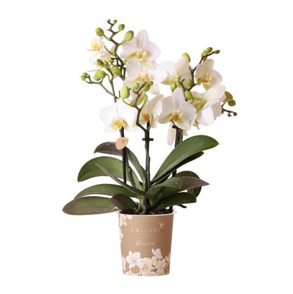 Claire (Phalaenopsis Lausanne)