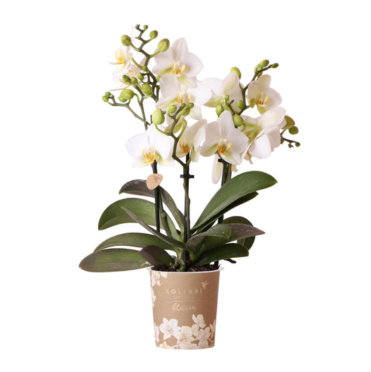 Claire (Phalaenopsis Lausanne)