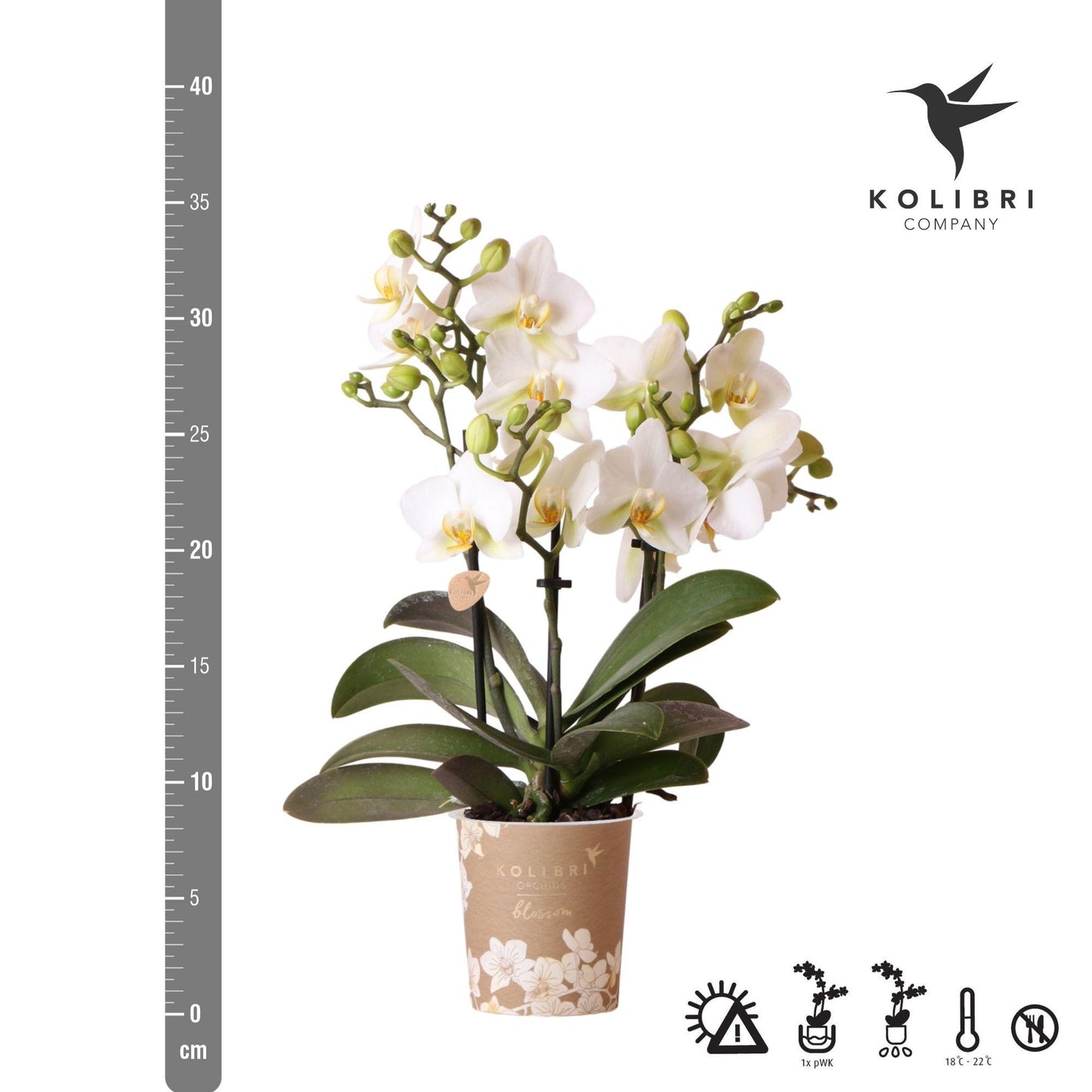 Claire (Phalaenopsis Lausanne)