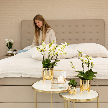 Claire (Phalaenopsis Lausanne)