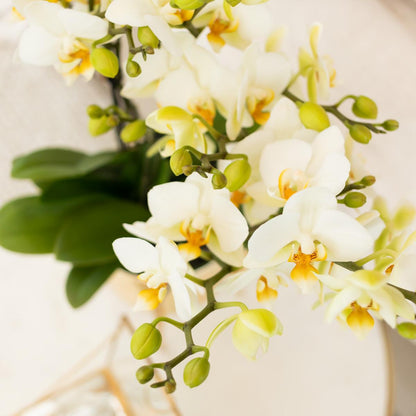 Claire (Phalaenopsis Lausanne)
