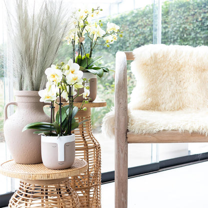 Claire (Phalaenopsis Lausanne)