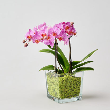 Colomi Orchideengranulat