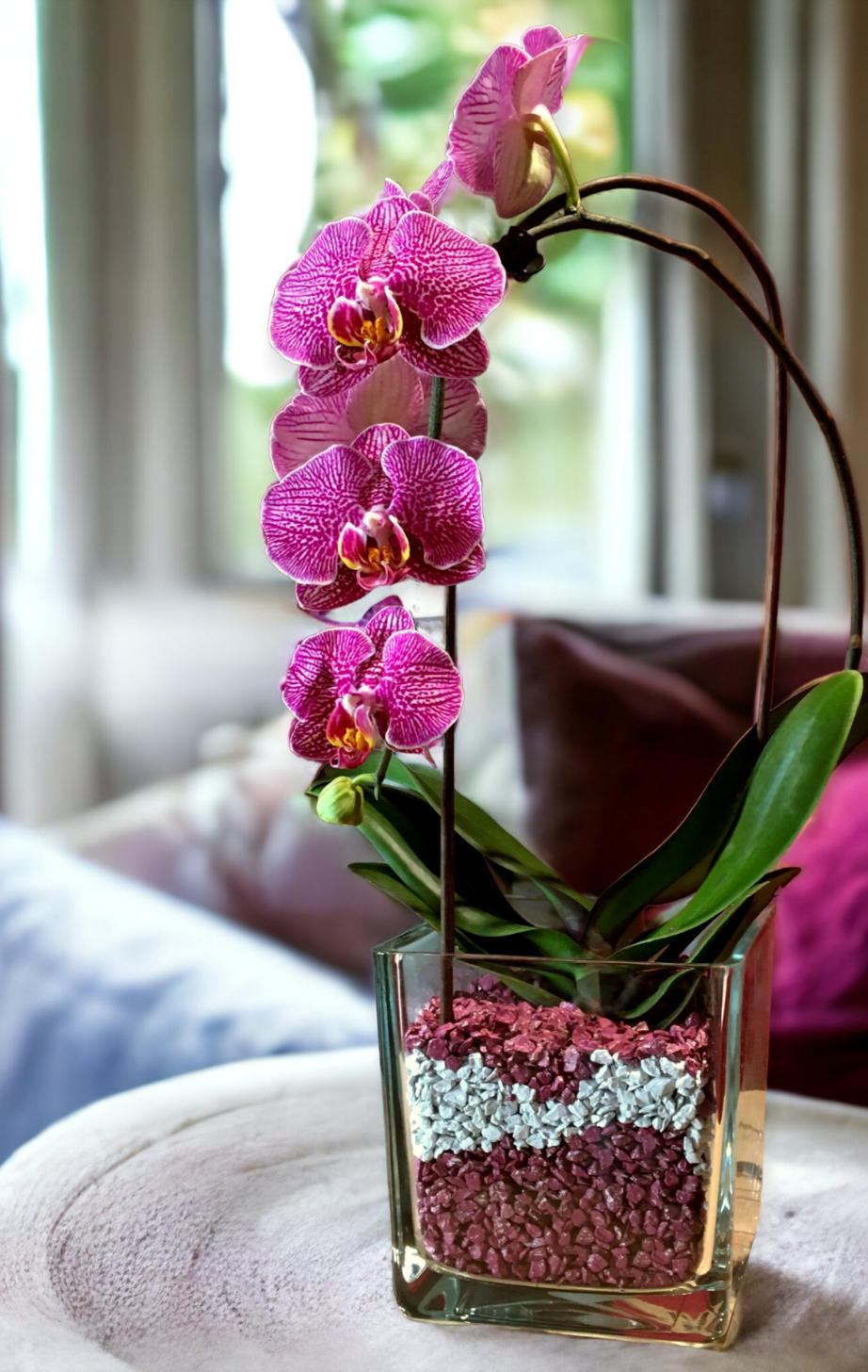 Colomi Orchideengranulat
