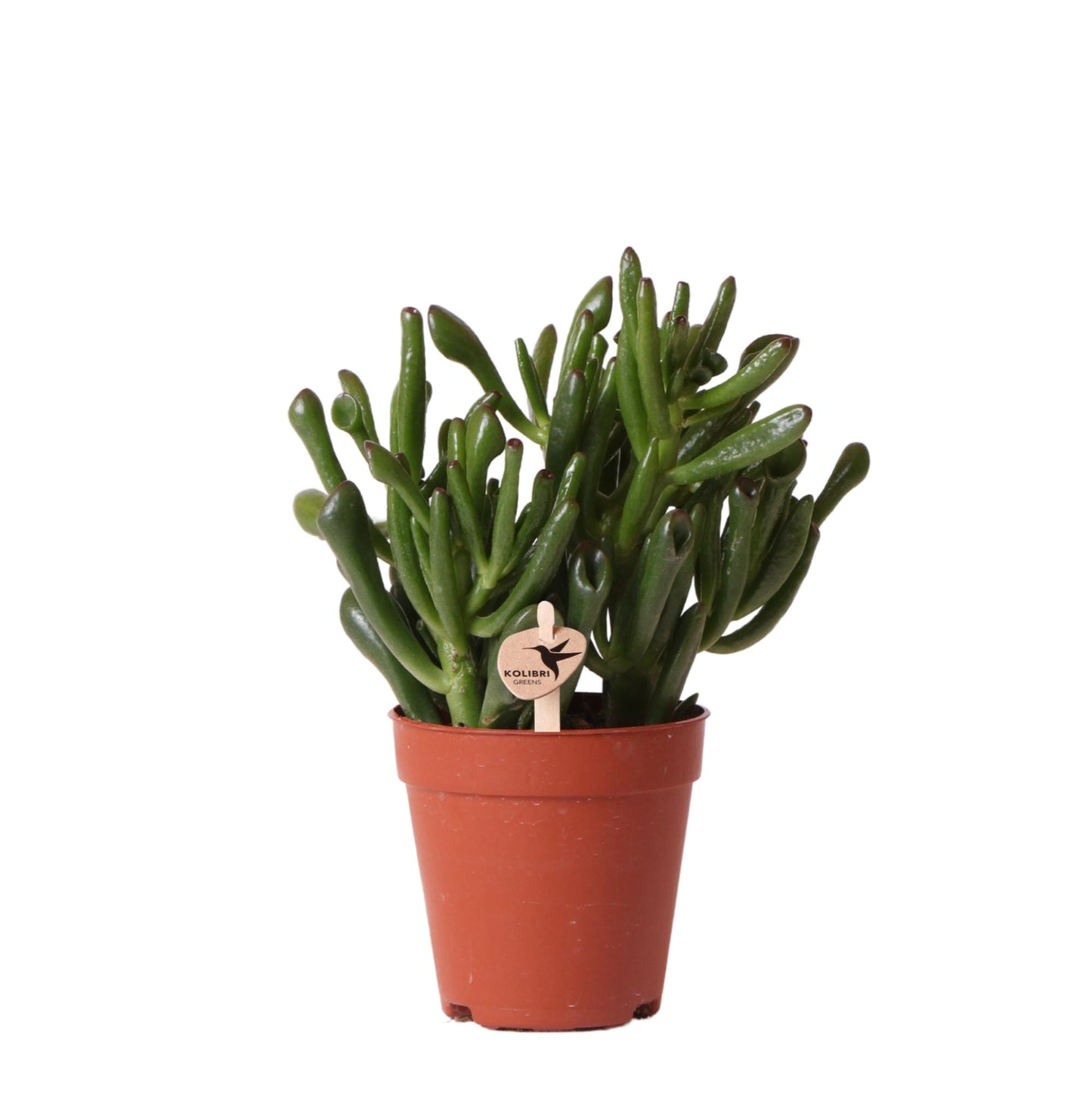 Crassula Hobbit