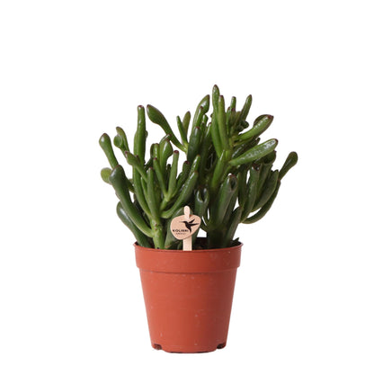 Crassula Hobbit