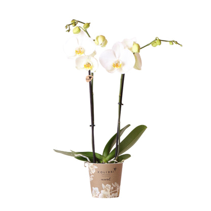 Blanche (Phalaenopsis Dame Blanche)