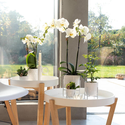 Blanche (Phalaenopsis Dame Blanche)