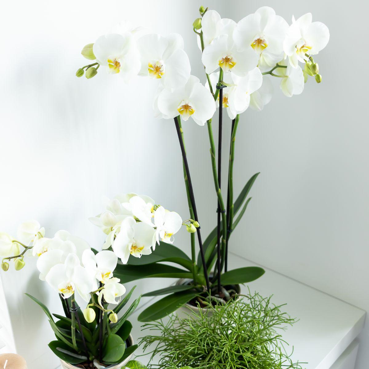 Blanche (Phalaenopsis Dame Blanche)