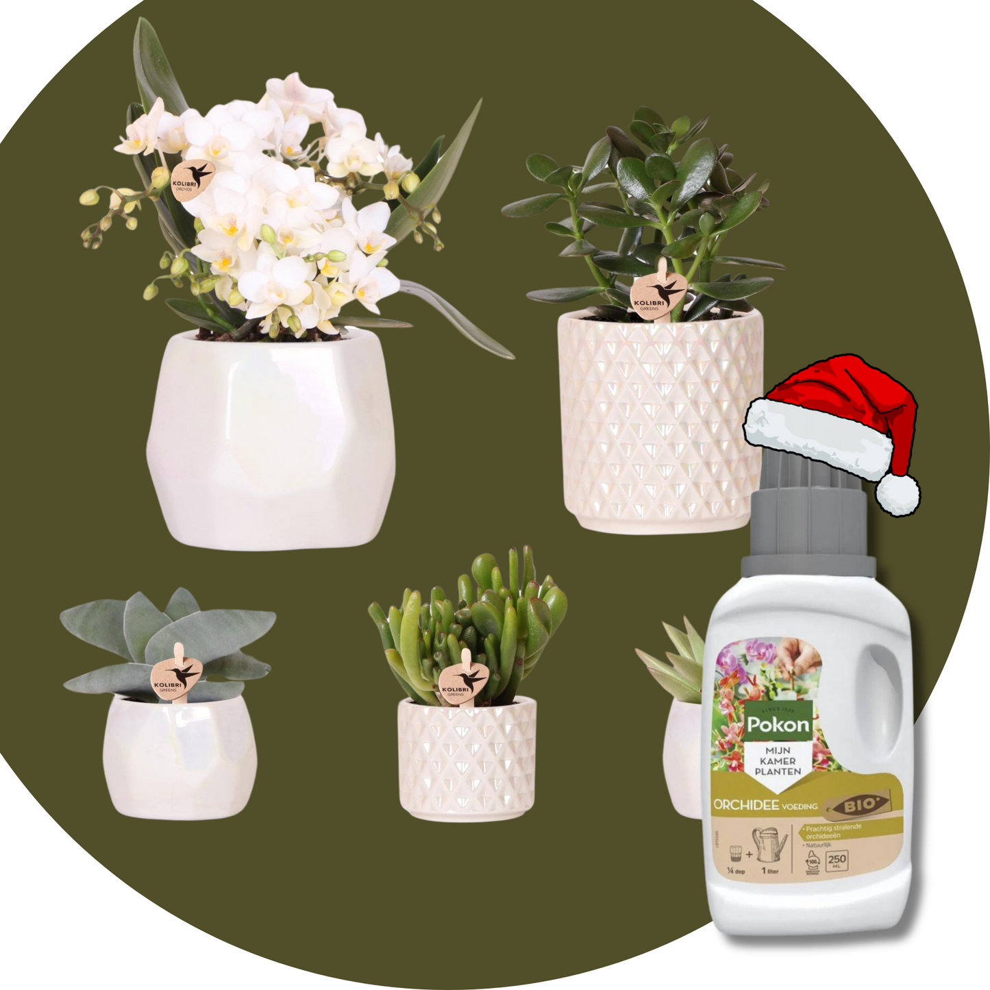 Set "Festtafel" & Pokon Bio Orchideennahrung