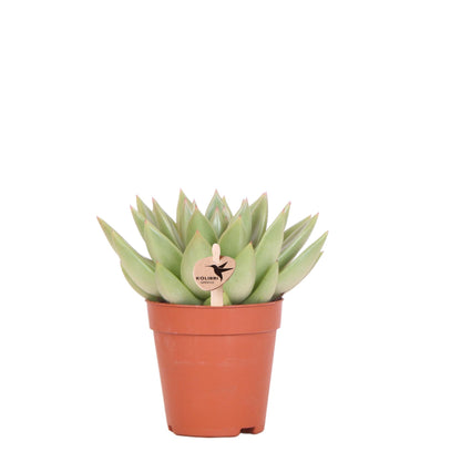 Sukkulente Echeveria Miranda