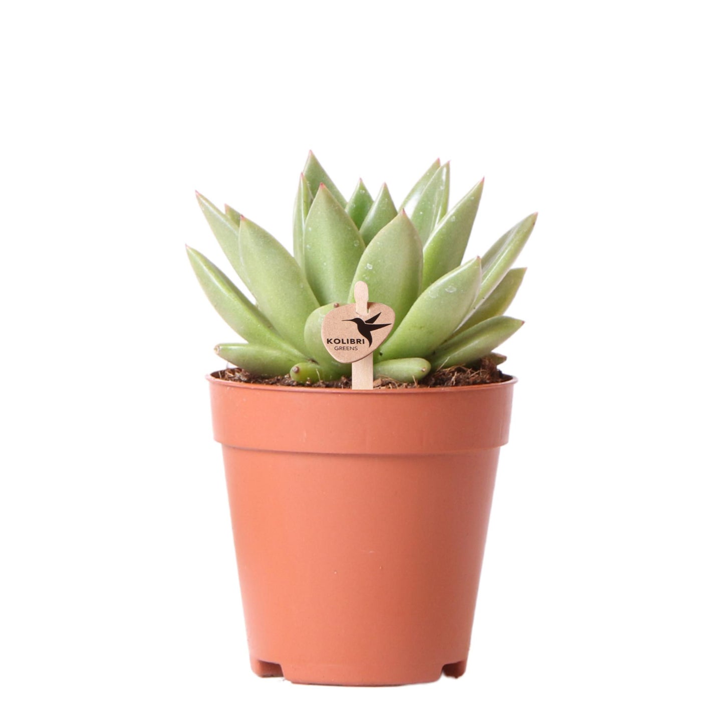 Sukkulente Echeveria Miranda