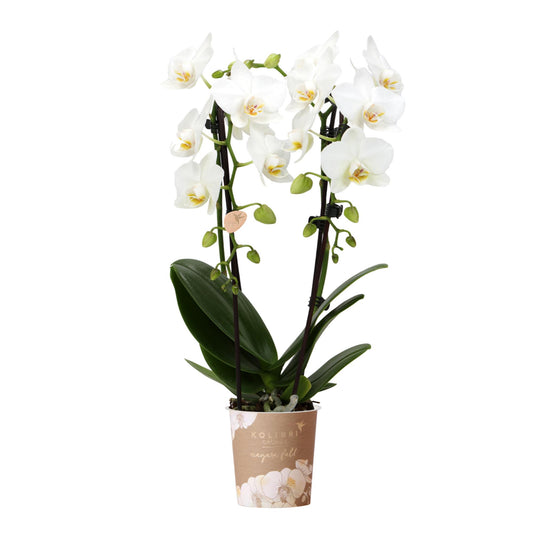 Emily weiß (Phalaenopsis Niagara Fall)
