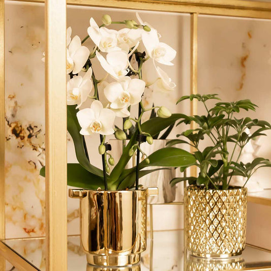 Emily weiß (Phalaenopsis Niagara Fall)