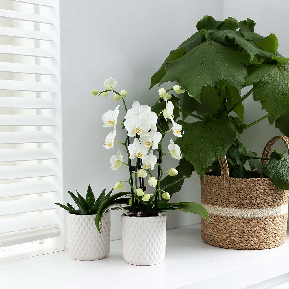 Emily weiß (Phalaenopsis Niagara Fall)