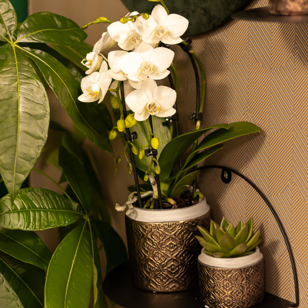 Emily weiß (Phalaenopsis Niagara Fall)