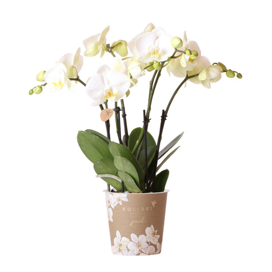 Fien (Phalaenopsis Ghent)