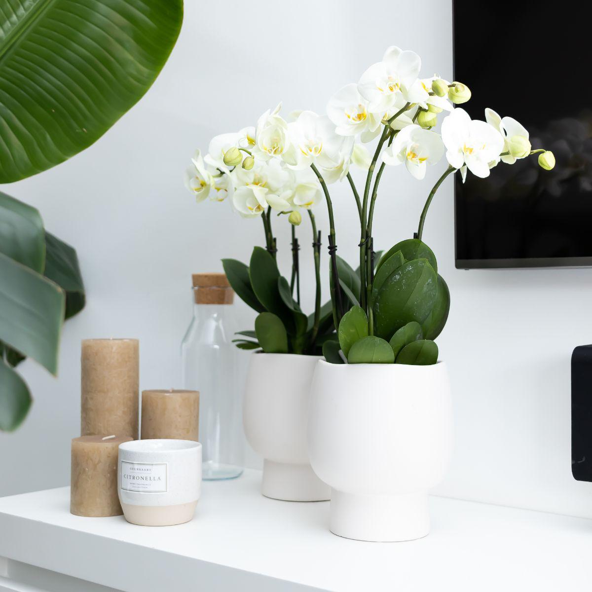 Fien (Phalaenopsis Ghent)