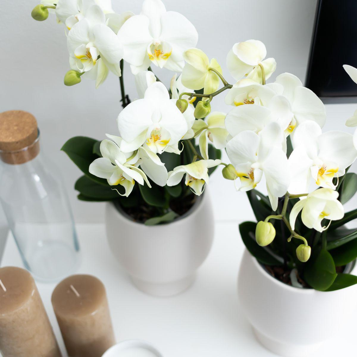 Fien (Phalaenopsis Ghent)