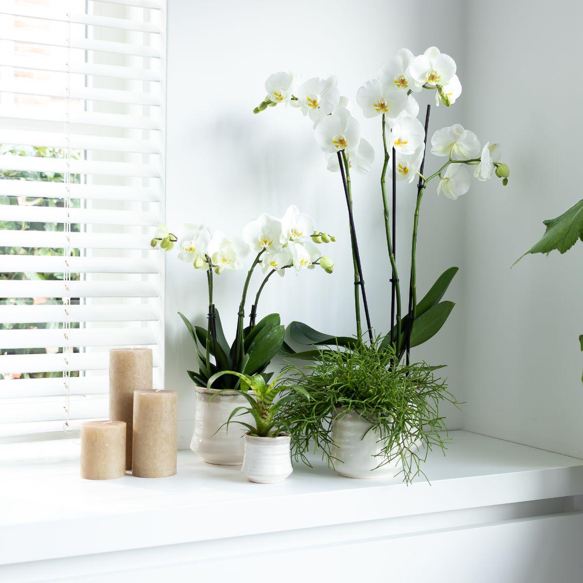 Fien (Phalaenopsis Ghent)
