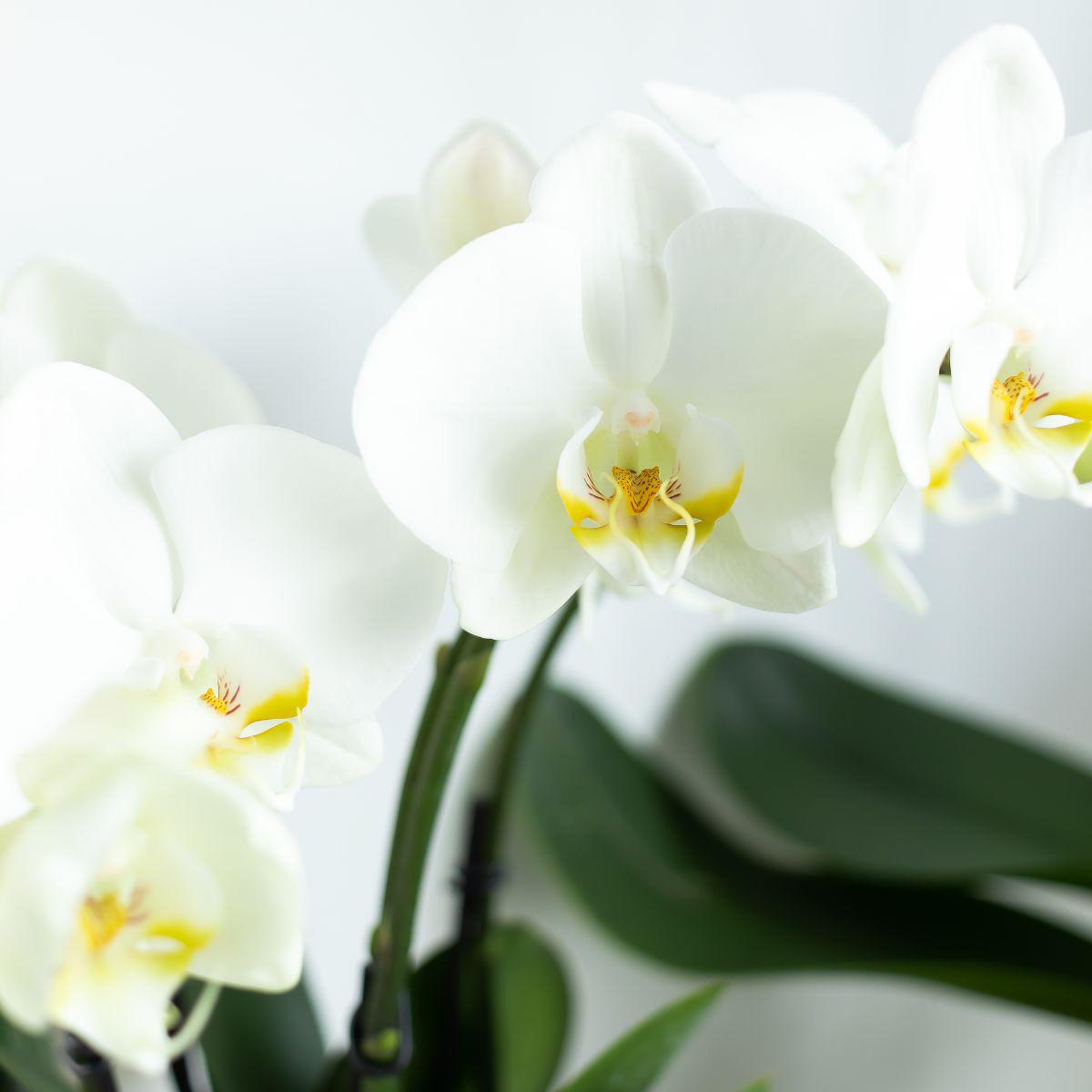 Fien (Phalaenopsis Ghent)