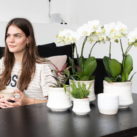 Fien (Phalaenopsis Ghent)