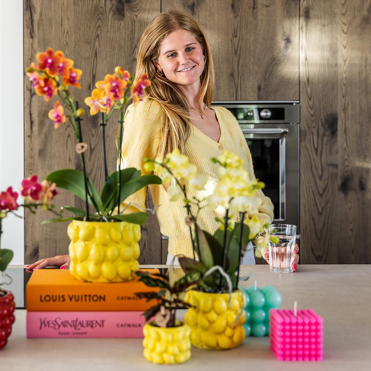 Fragrance (Phalaenopsis Fragrance)