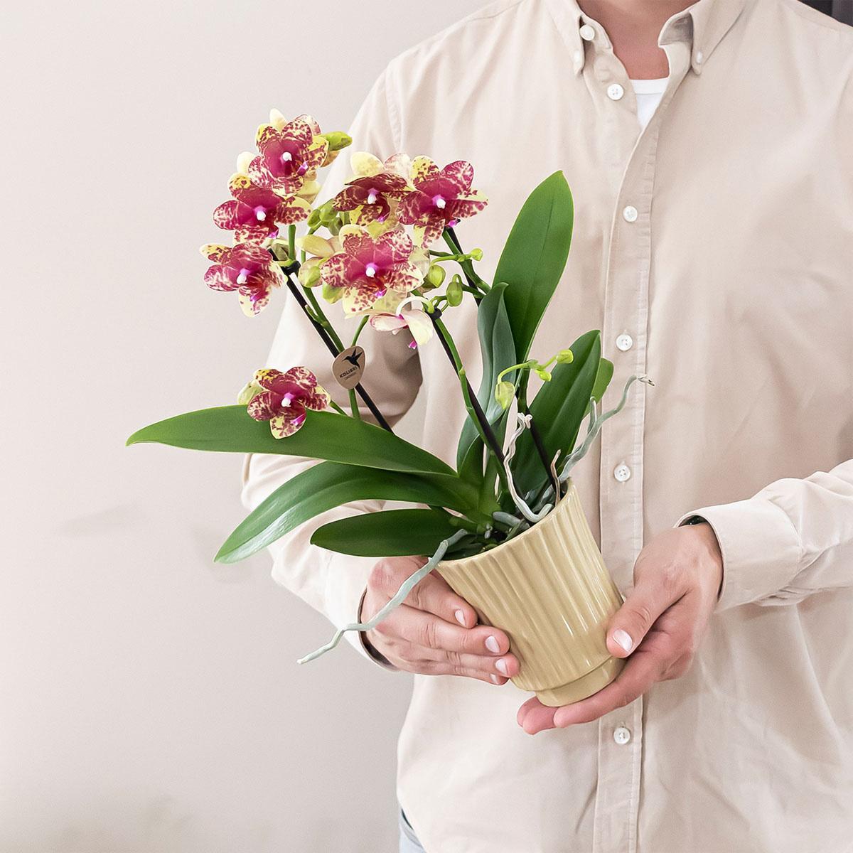 Francesca (Phalaenopsis Grosseto)