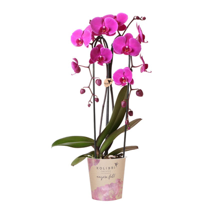 Freeride (Phalaenopsis Freeride)