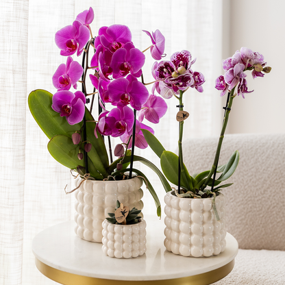 Freeride (Phalaenopsis Freeride)