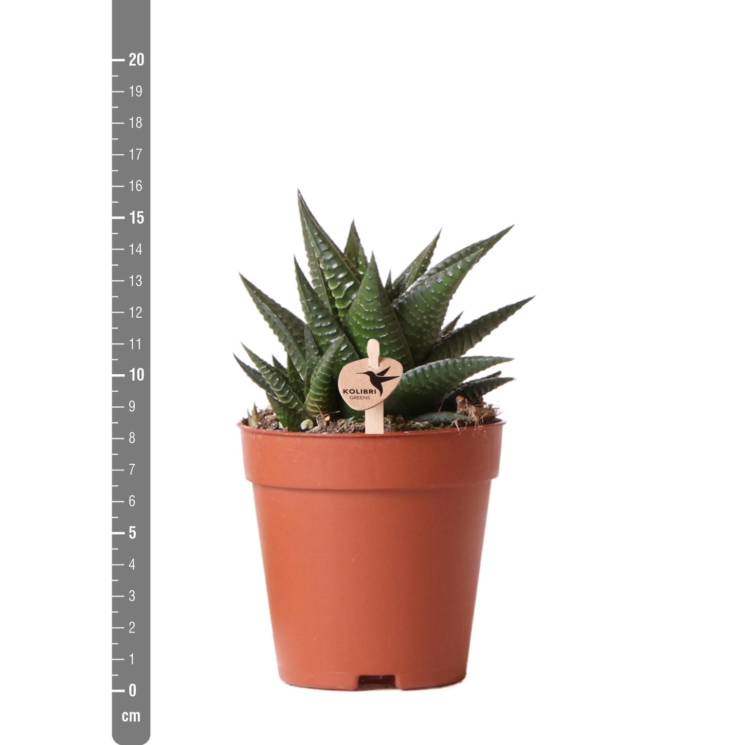 Haworthia Limifolia