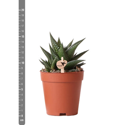 Haworthia Limifolia