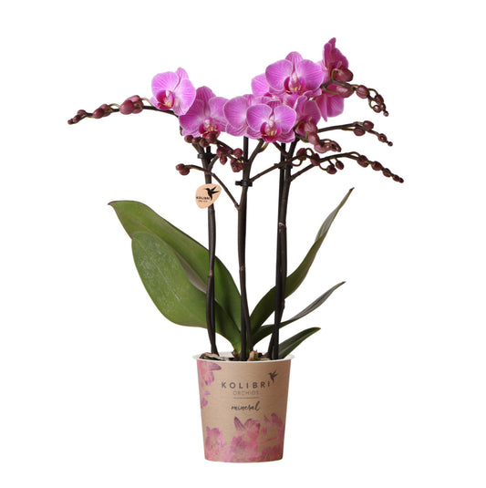 Johanna (Phalaenopsis Vienna)
