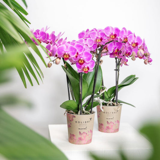 Johanna (Phalaenopsis Vienna)