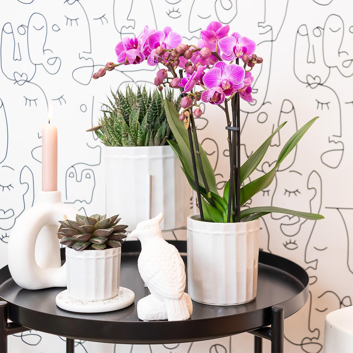 Johanna (Phalaenopsis Vienna)