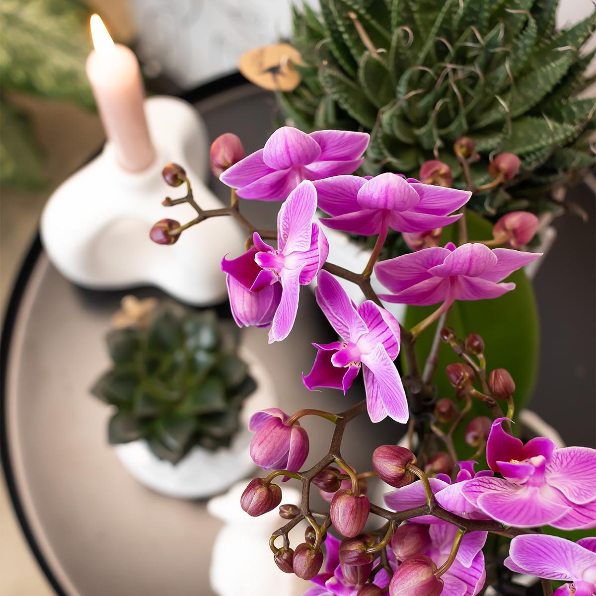 Johanna (Phalaenopsis Vienna)