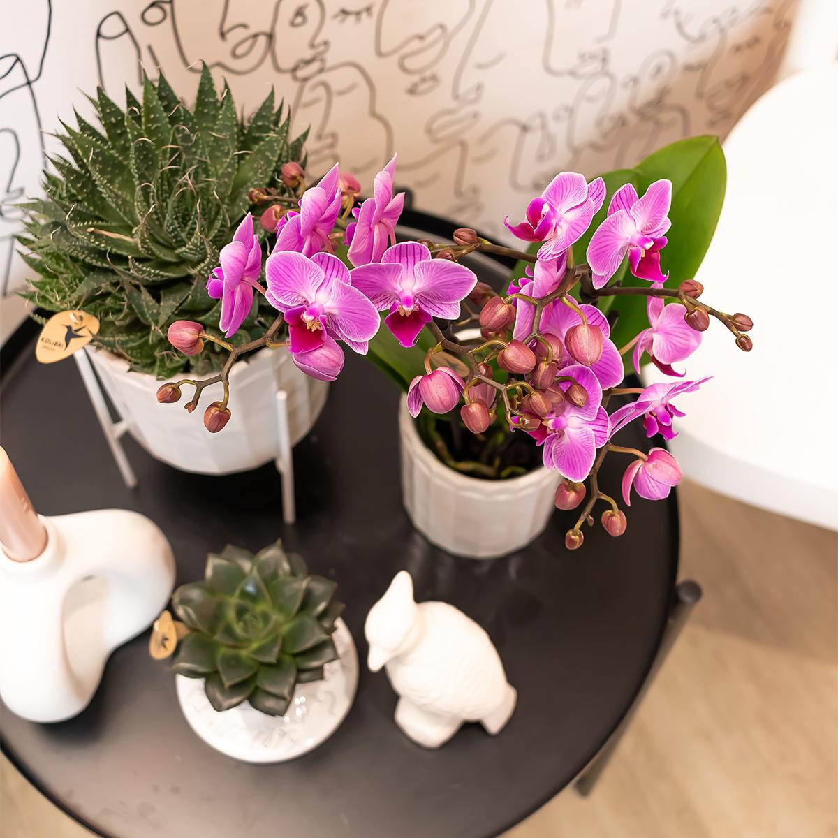 Johanna (Phalaenopsis Vienna)