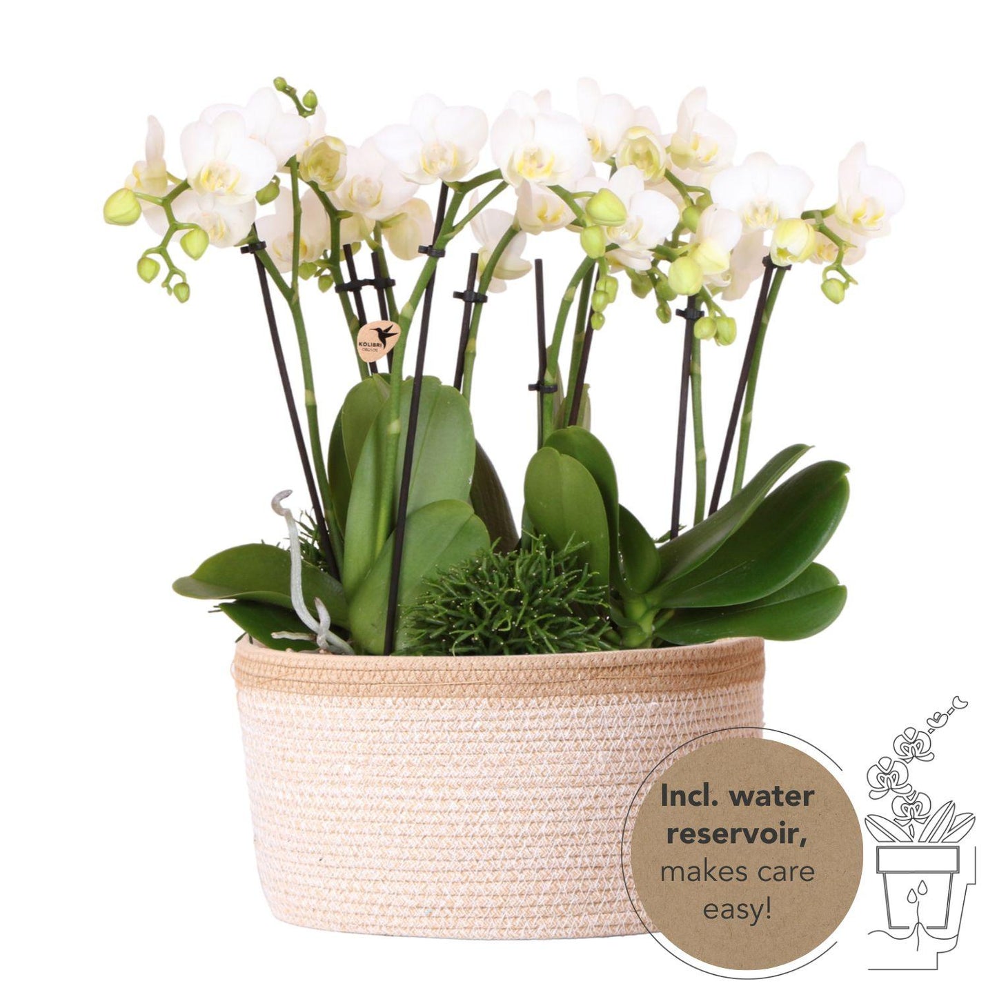 Bouquet Blanca