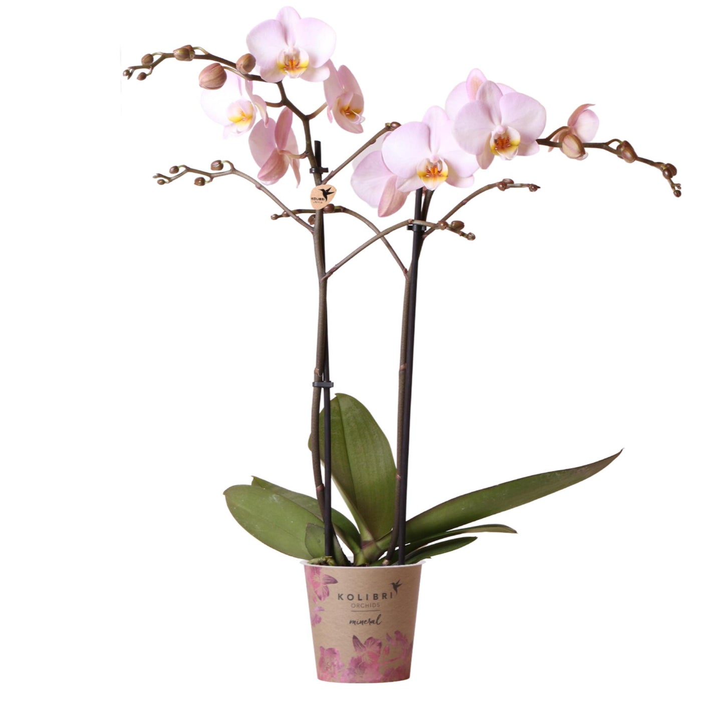 Kim (Phalaenopsis Kikion)
