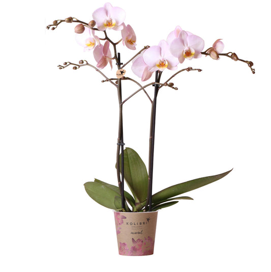 Kim (Phalaenopsis Kikion)