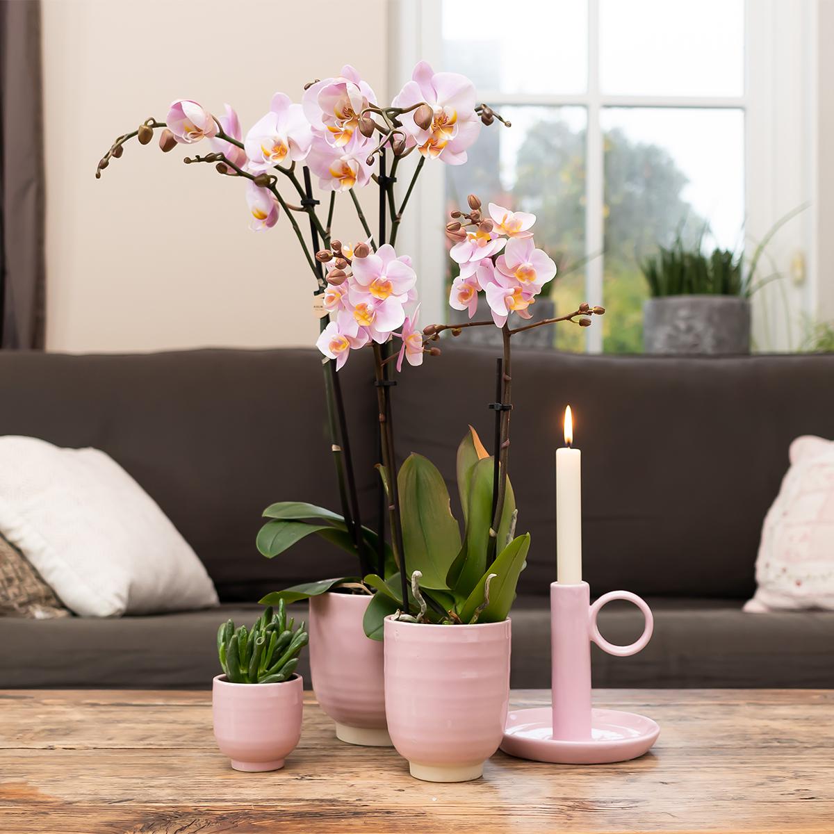 Kim (Phalaenopsis Kikion)