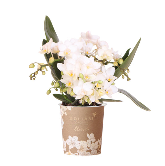 Leonor (Phalaenopsis Nazaré)