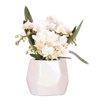 Leonor mit Pearl-Topf travertine