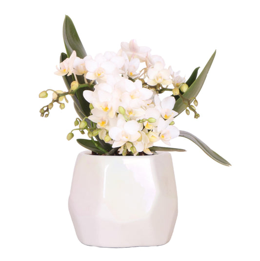 Leonor mit Pearl-Topf travertine