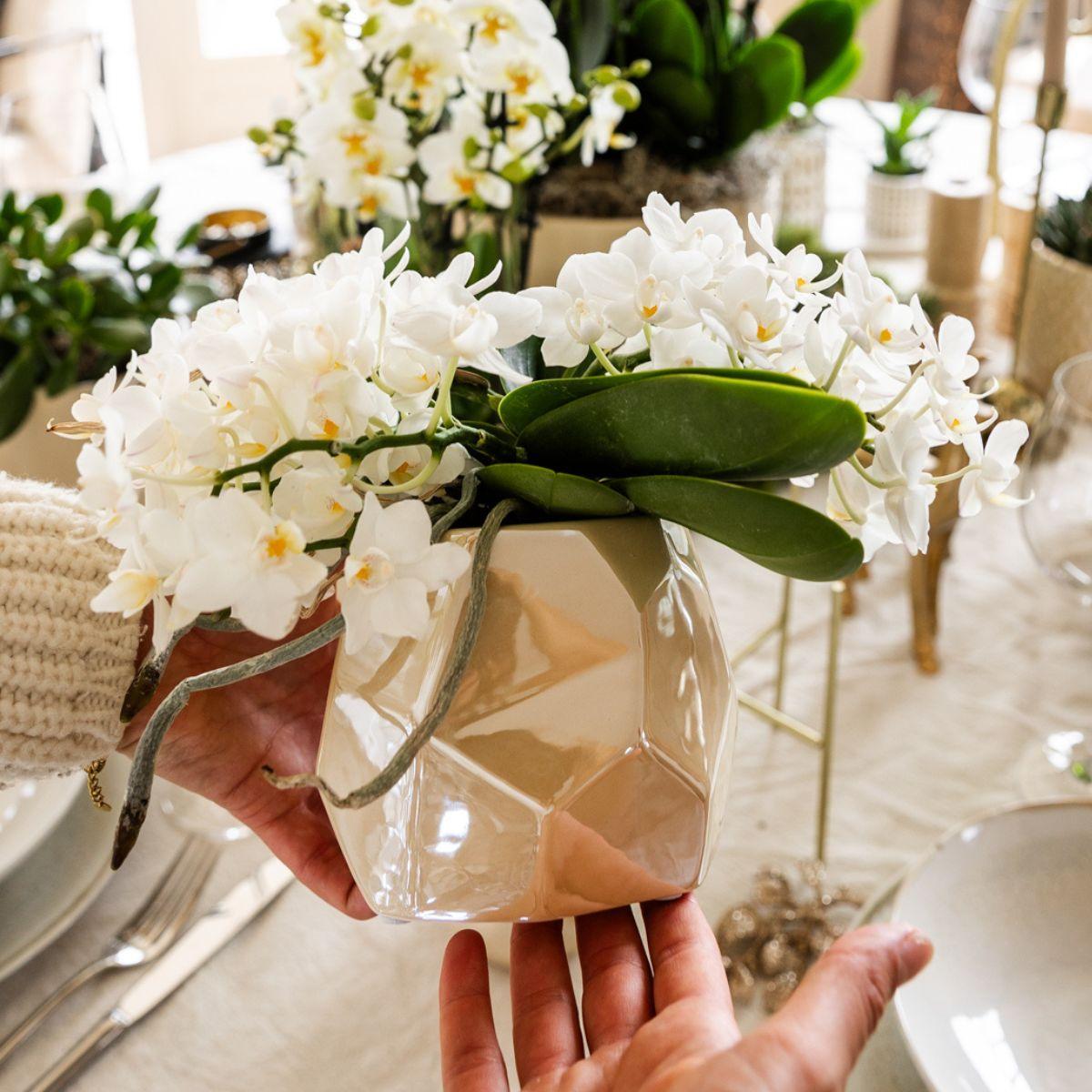 Leonor mit Pearl-Topf travertine