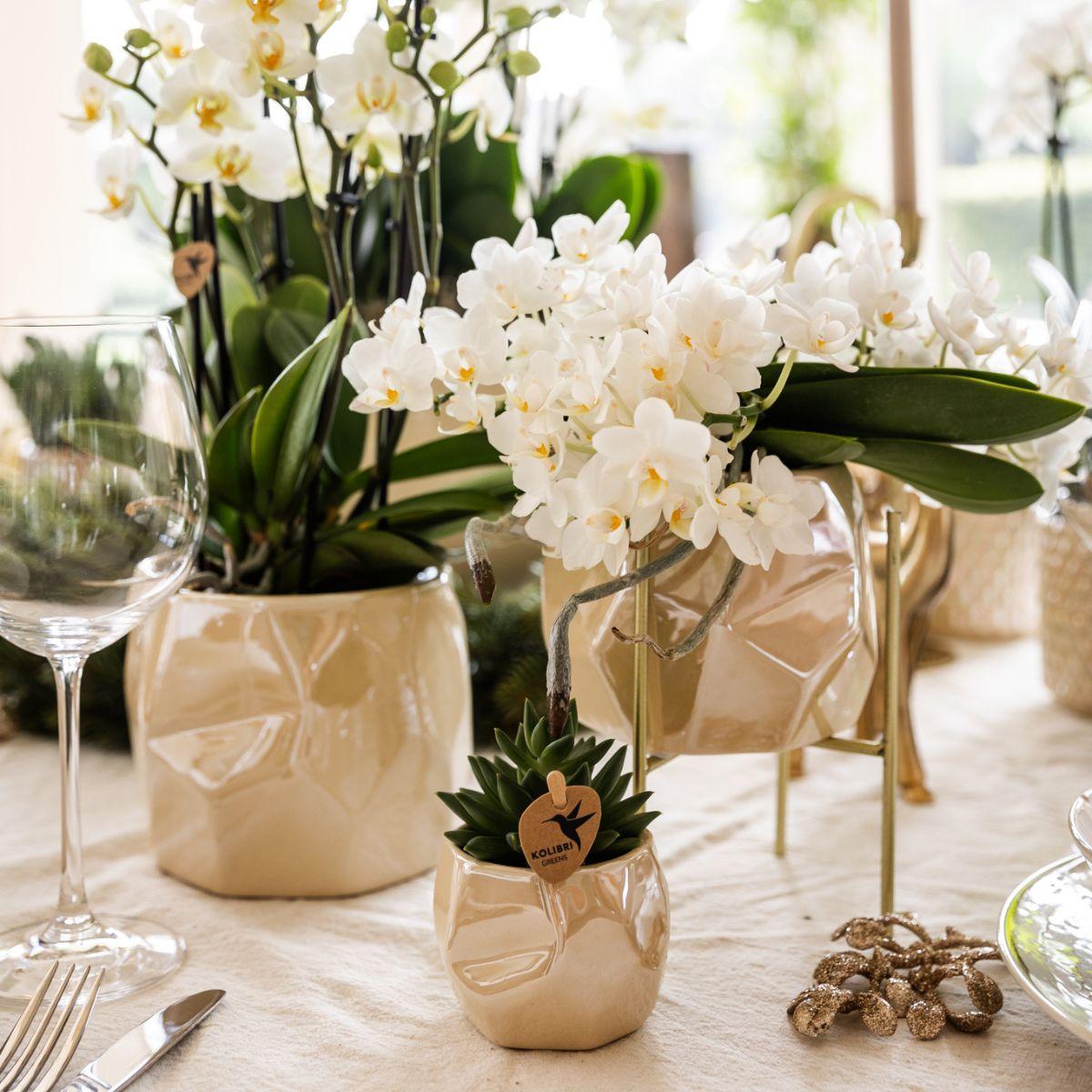 Leonor mit Pearl-Topf travertine