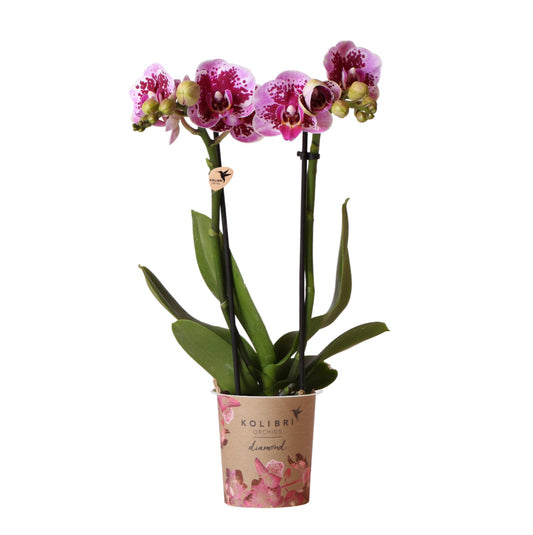 Luisa (Phalaenopsis El Salvador)