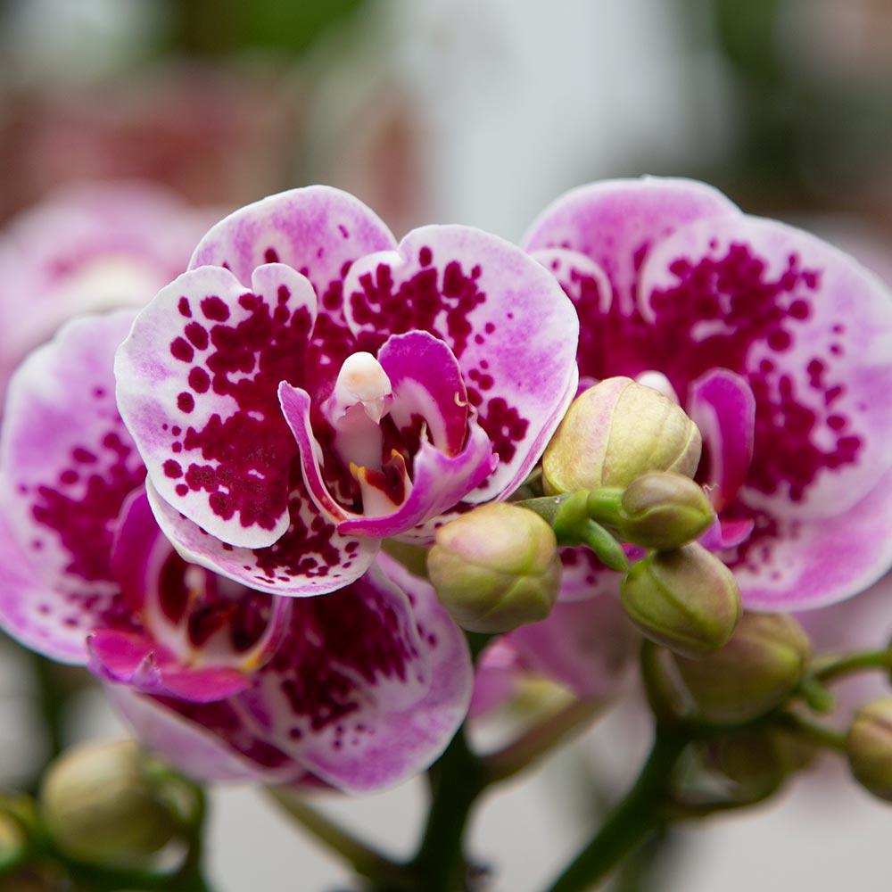 Luisa (Phalaenopsis El Salvador)