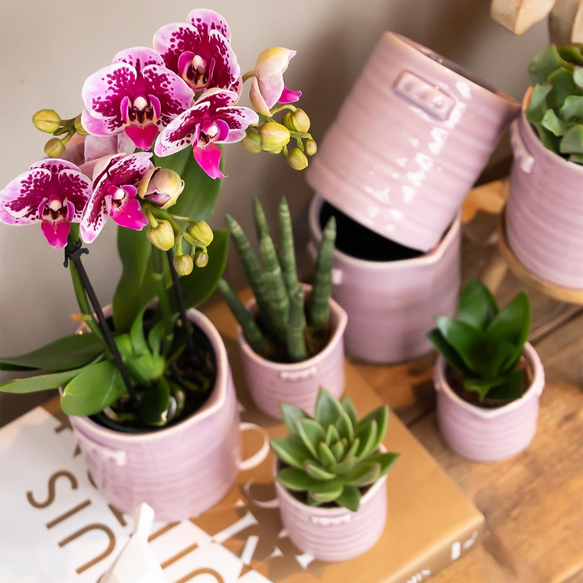Luisa (Phalaenopsis El Salvador)